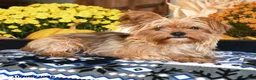 Shorkie dogs for sale: Pickles - Ad 6