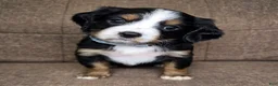 Miniature Bernese Mountain Dog dogs for sale: Vienna [Reserved] - Ad 2