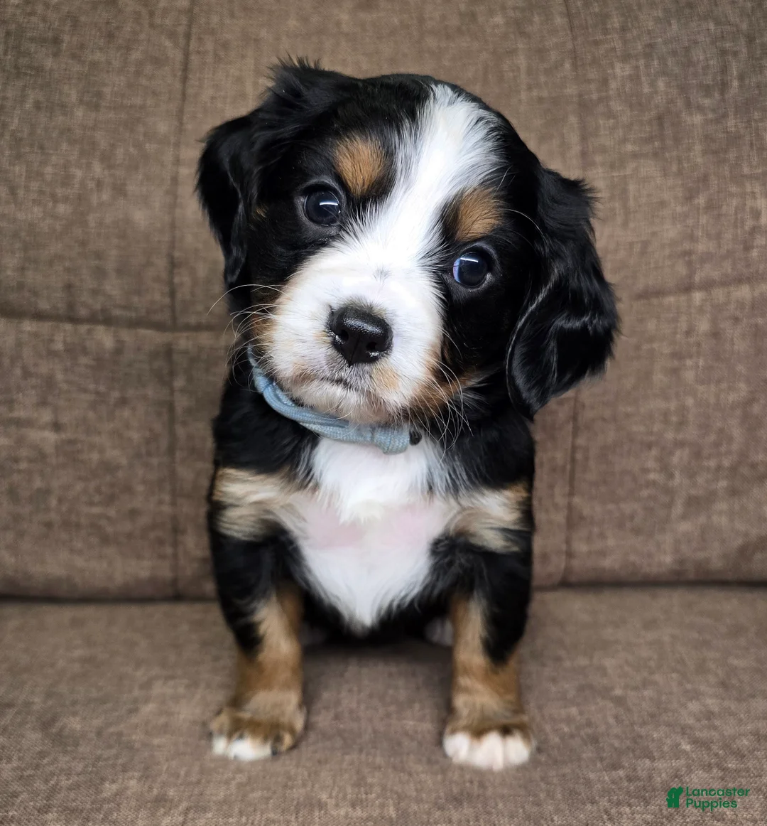 Miniature Bernese Mountain Dog dogs for sale: Vienna [Reserved] - Ad 2