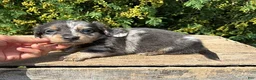 Miniature Dachshund dogs for sale: Nala - Ad 3
