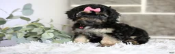 Maltipoo dogs for sale: Cove - Ad 12