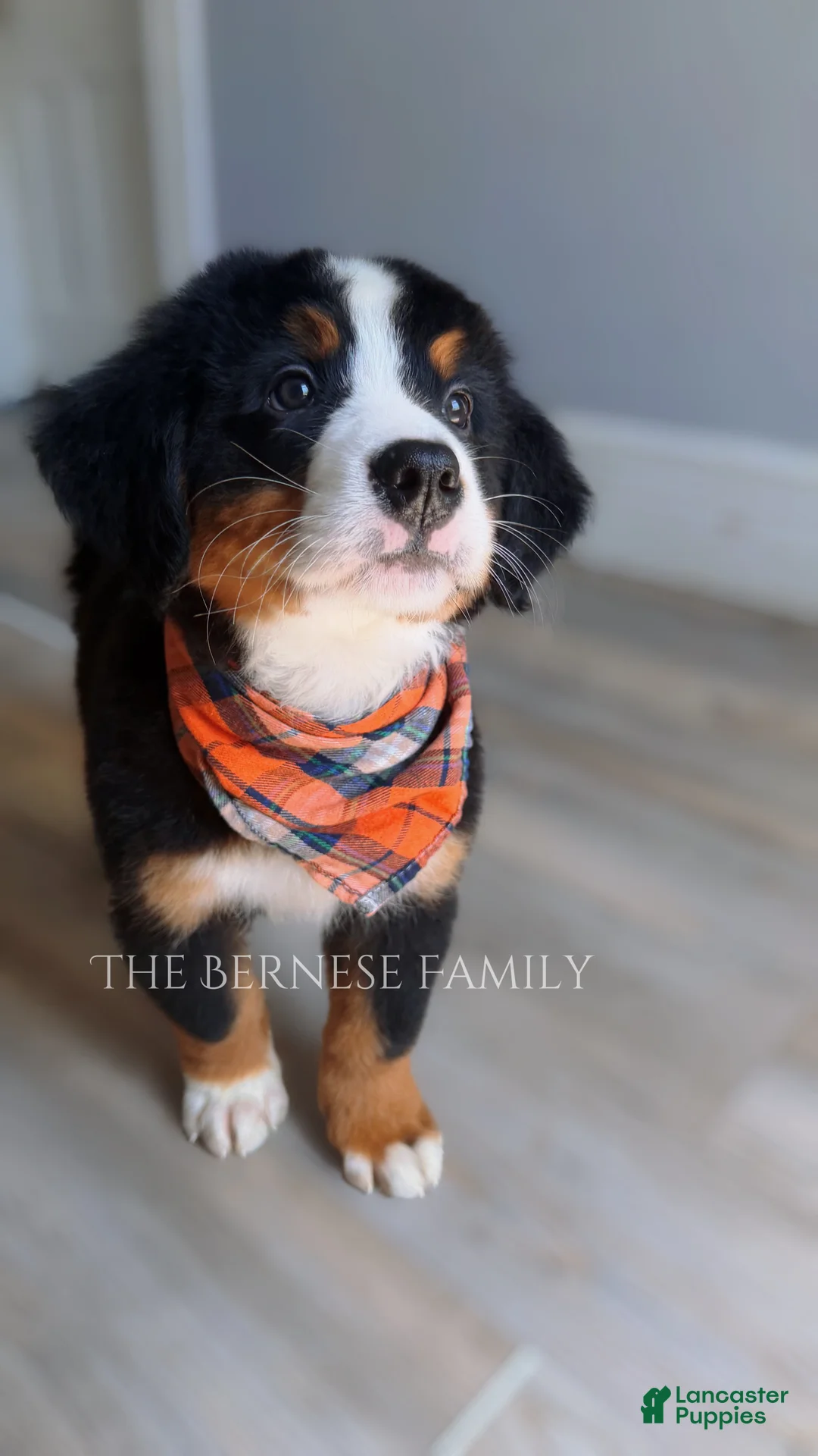 Bernese Mountain Dog dogs for sale: Laser - Ad 2