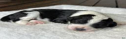 Sheepadoodle dogs for sale: Black & White Female 2 - Ad 4