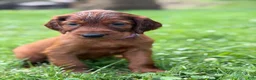 Irish Setter dogs for sale: Purple collar  - Ad 4