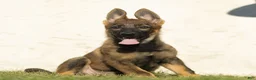 German Shepherd dogs for sale: Fia German Shepherd  - Ad 3