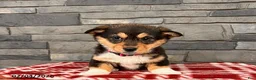 Welsh Corgi Pembroke dogs for sale: Daisy - Ad 2