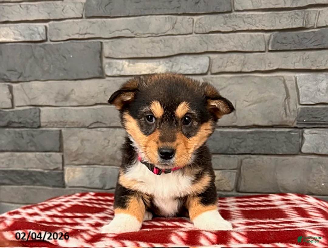 Welsh Corgi Pembroke dogs for sale: Daisy - Ad 2