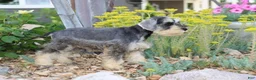 Miniature Schnauzer dogs for sale: Twister - Ad 4