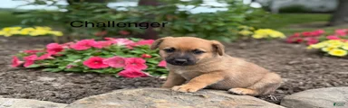Challenger