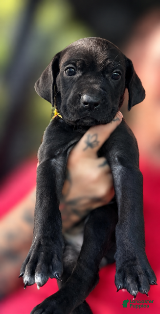 Cane Corso dogs for sale: Velvet - Ad 2