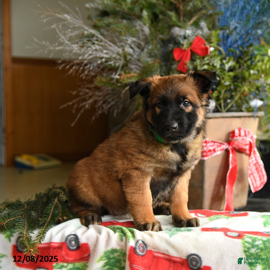 Belgian Malinois dogs for sale: Kiwi - Ad 5