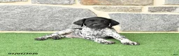 German Shorthaired Pointer dogs for sale: Rocket - Ad 4