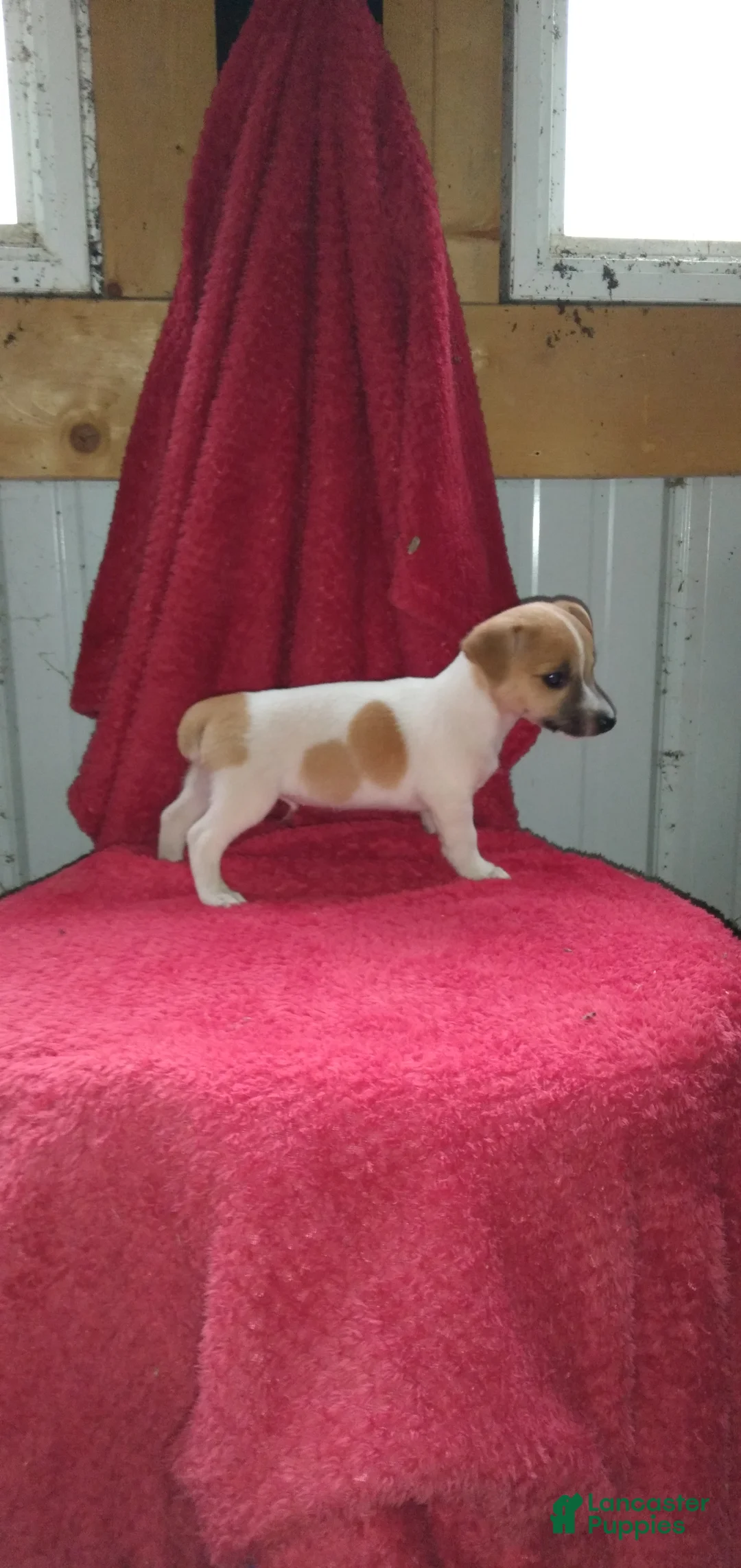 Jack Russell Terrier dogs for sale: Fido - Ad 1