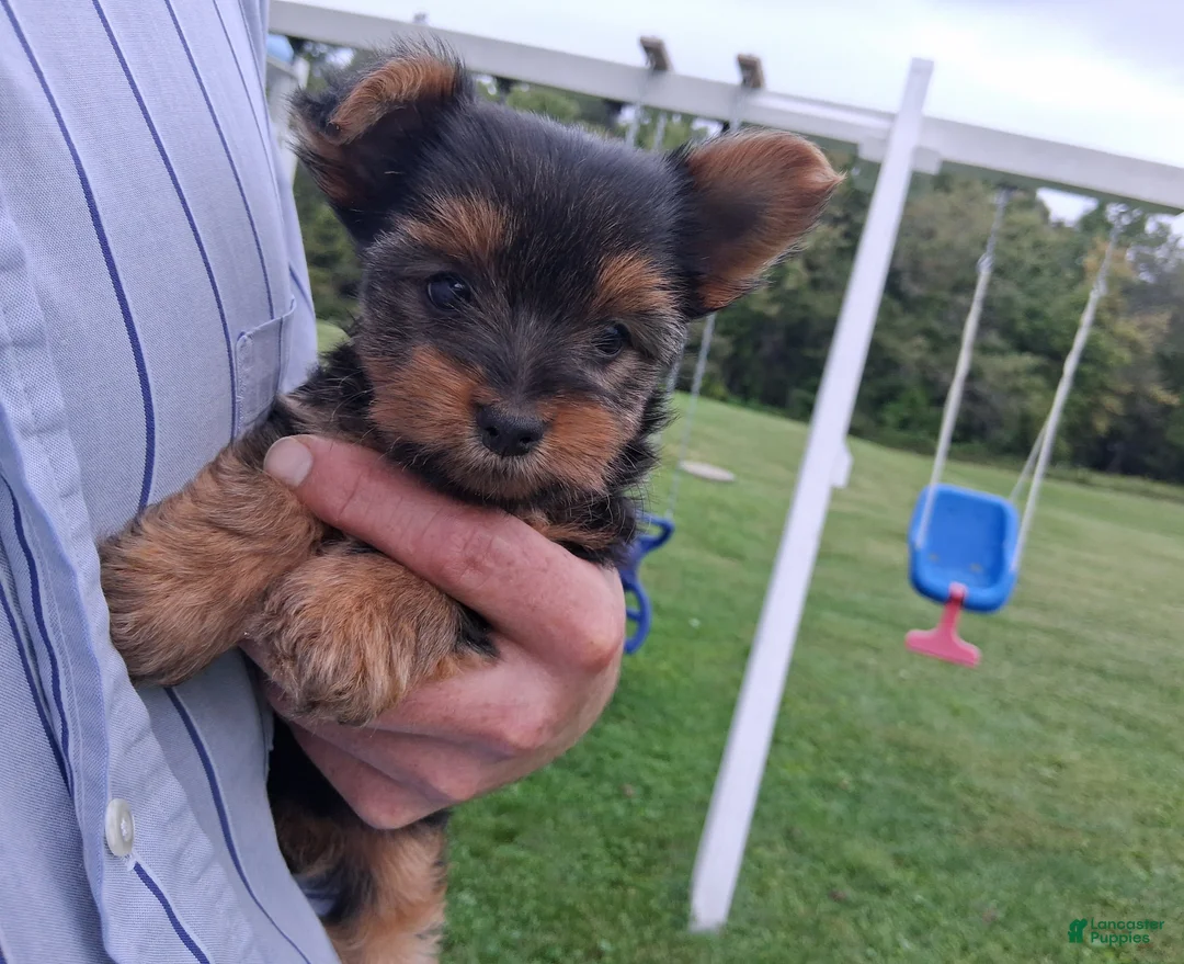 Yorkshire Terrier dogs for sale: Patches  - Ad 5