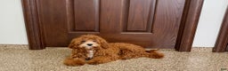 Cavapoo dogs for sale: Danny F1 - Ad 3