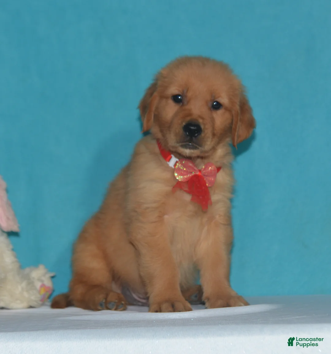 Golden Retriever dogs for sale: Bryson - Ad 3