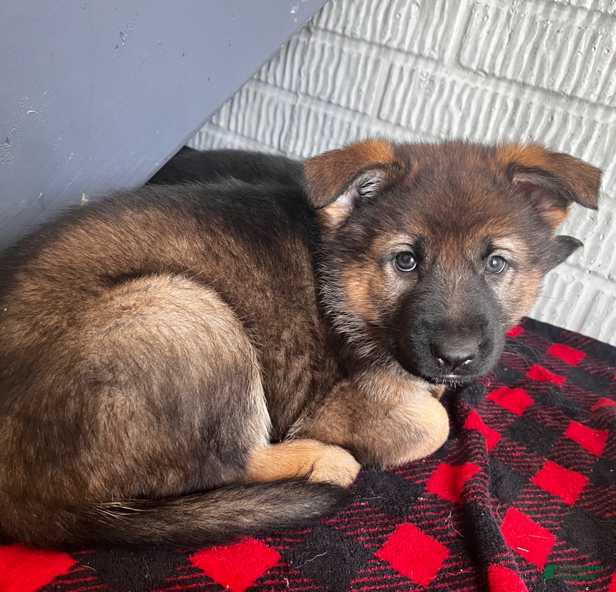 German Shepherd dogs White - Ad 21