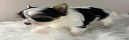 Yorkshire Terrier dogs for sale: Yorkshire Terrier 4 - Ad 7