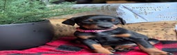 Doberman Pinscher dogs for sale: Doberman Pinscher Puppy 5 - Ad 2
