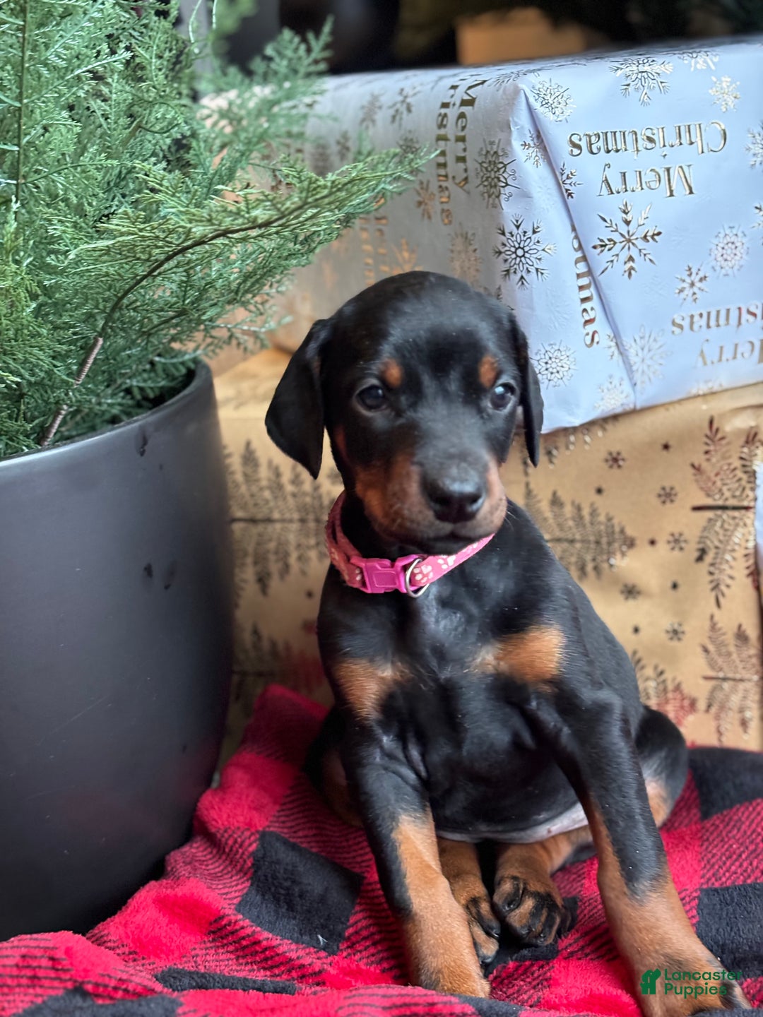 Doberman Pinscher dogs for sale: Doberman Pinscher Puppy 5 - Ad 2
