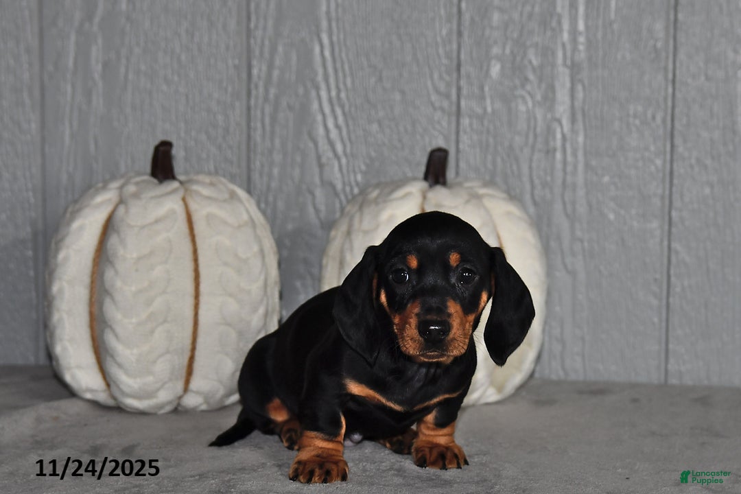 Miniature Dachshund dogs for sale: Finn - Ad 3