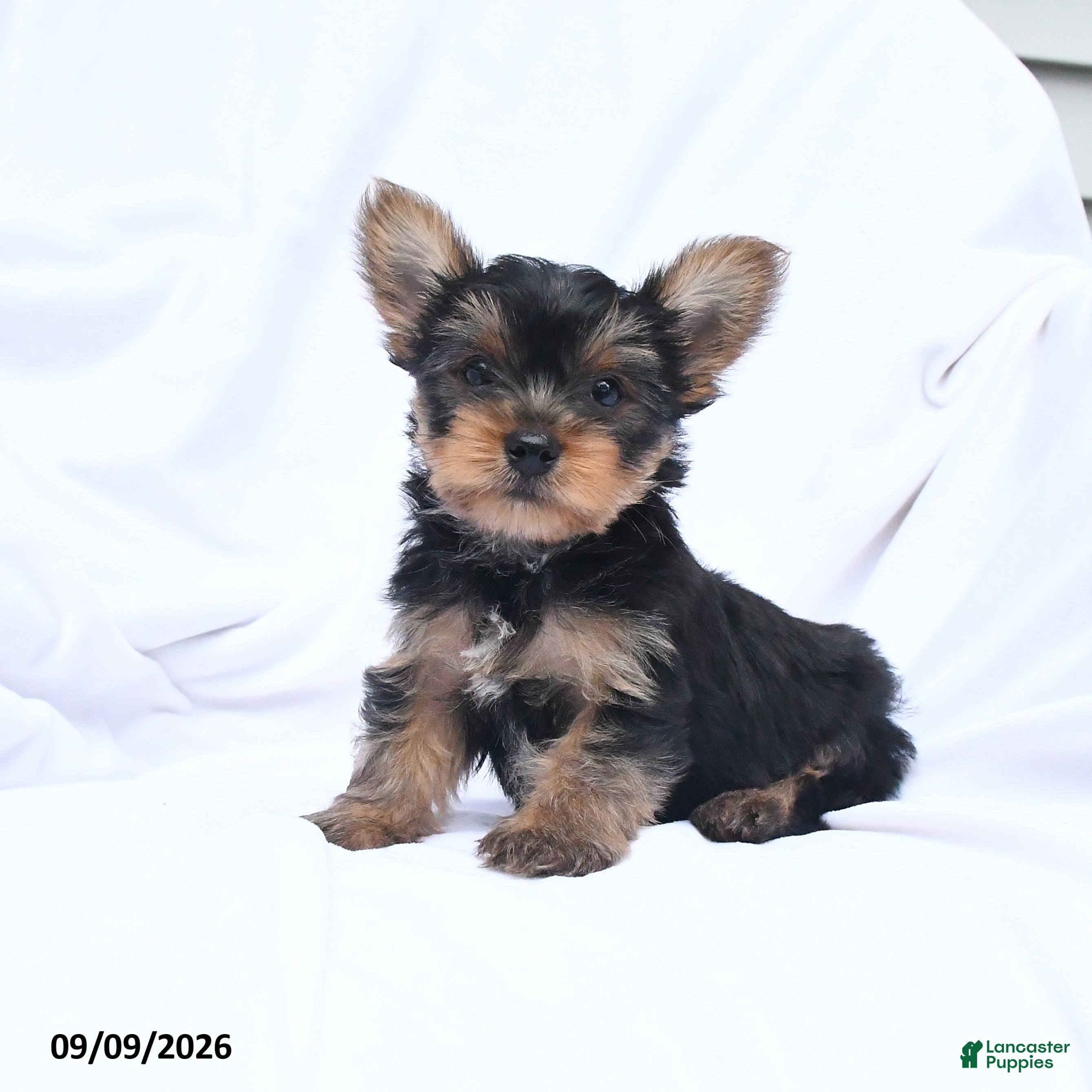Yorkshire Terrier dogs Ace - Ad 2