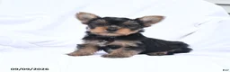 Yorkshire Terrier dogs for sale: Ace - Ad 2