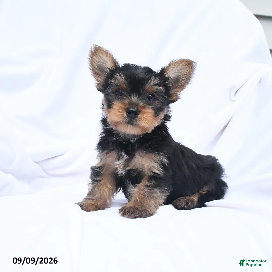 Yorkshire Terrier dogs for sale: Ace - Ad 2
