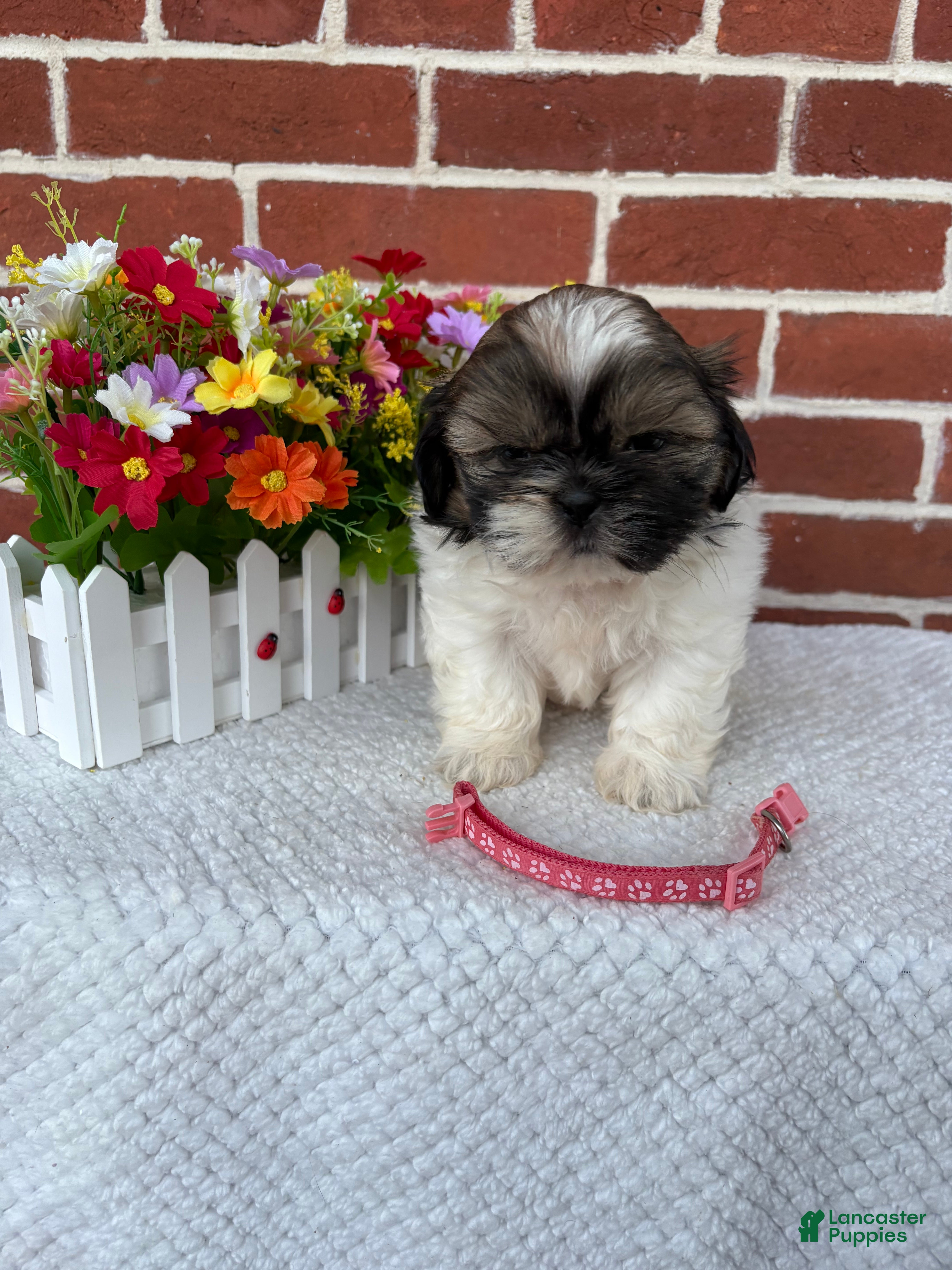 Shih Tzu dogs Carrie - Ad 1