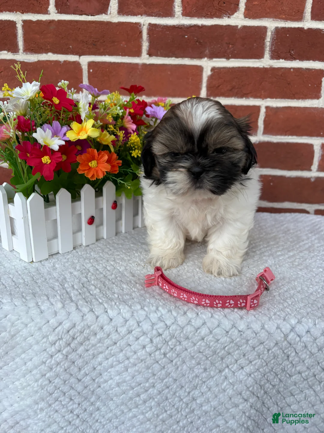 Shih Tzu dogs for sale: Carrie - Ad 1