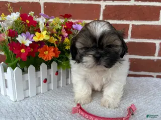 Shih Tzu dogs for sale: Carrie - Ad 4