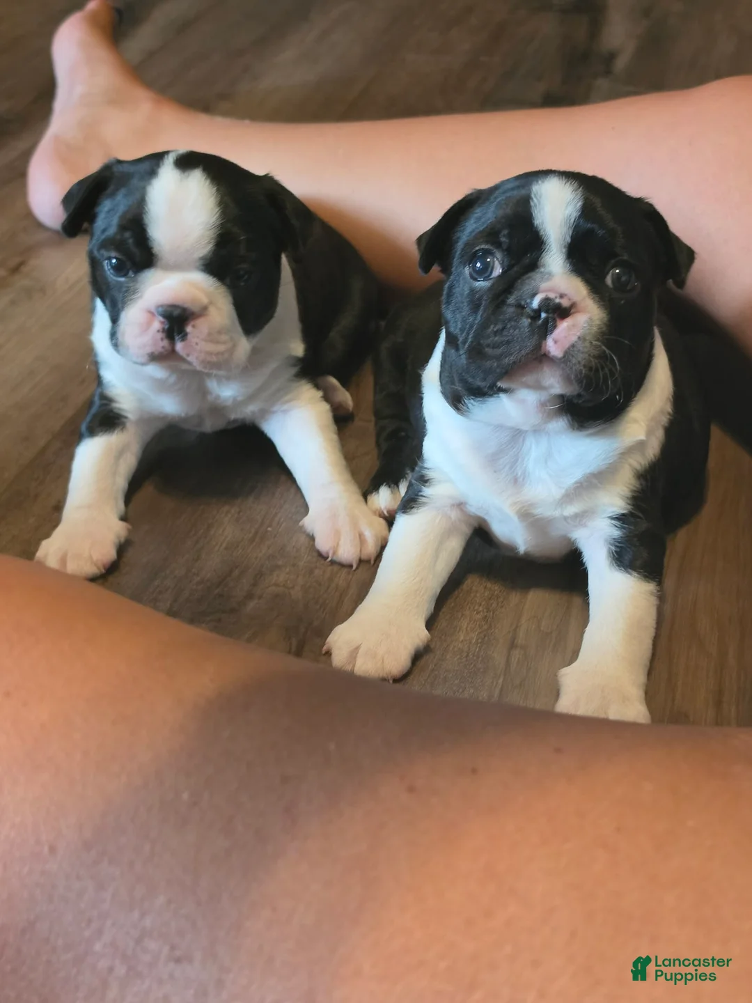 Boston Terrier dogs for sale: Boston Terrier 3 - Ad 1