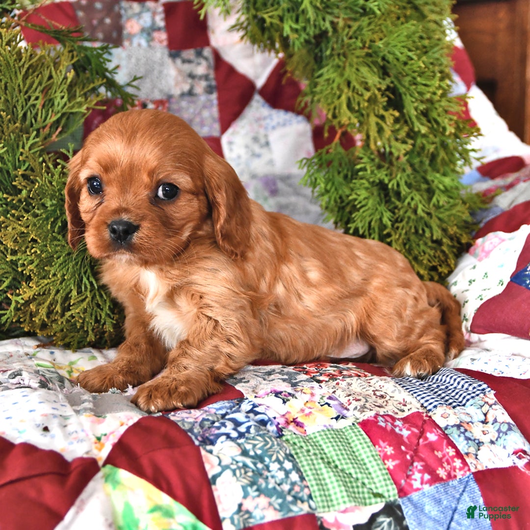 Cavalier King Charles Spaniel dogs for sale: Gingerbread - Ad 2