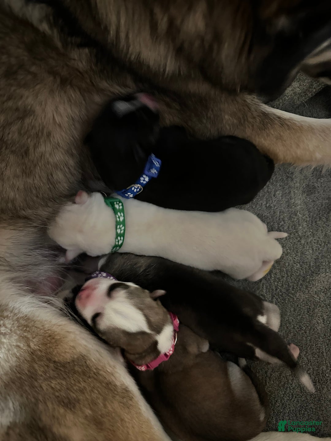 Siberian Husky dogs for sale: Ghost - Ad 13