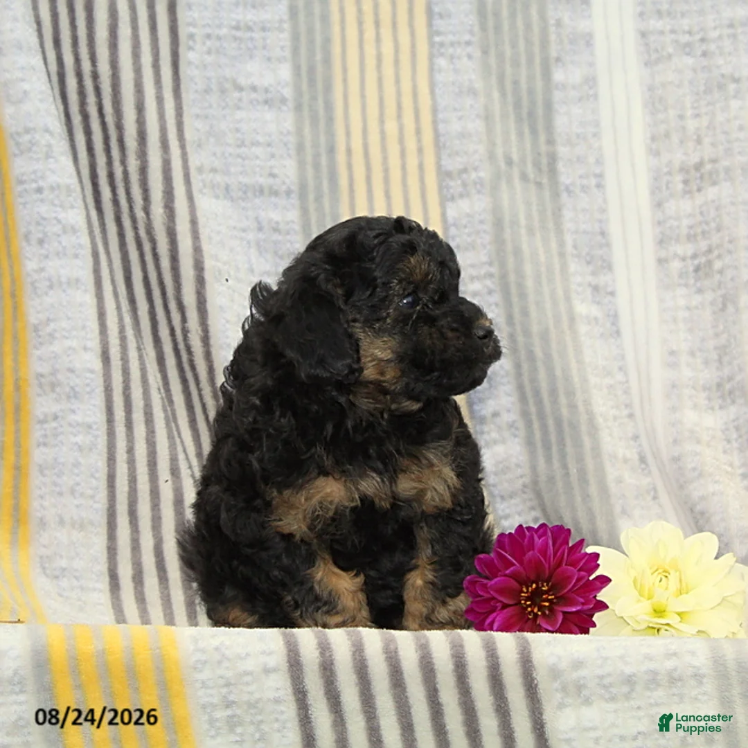 Toy Poodle dogs for sale: Violet - Ad 4