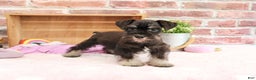 Miniature Schnauzer dogs for sale: Mercy - Ad 19