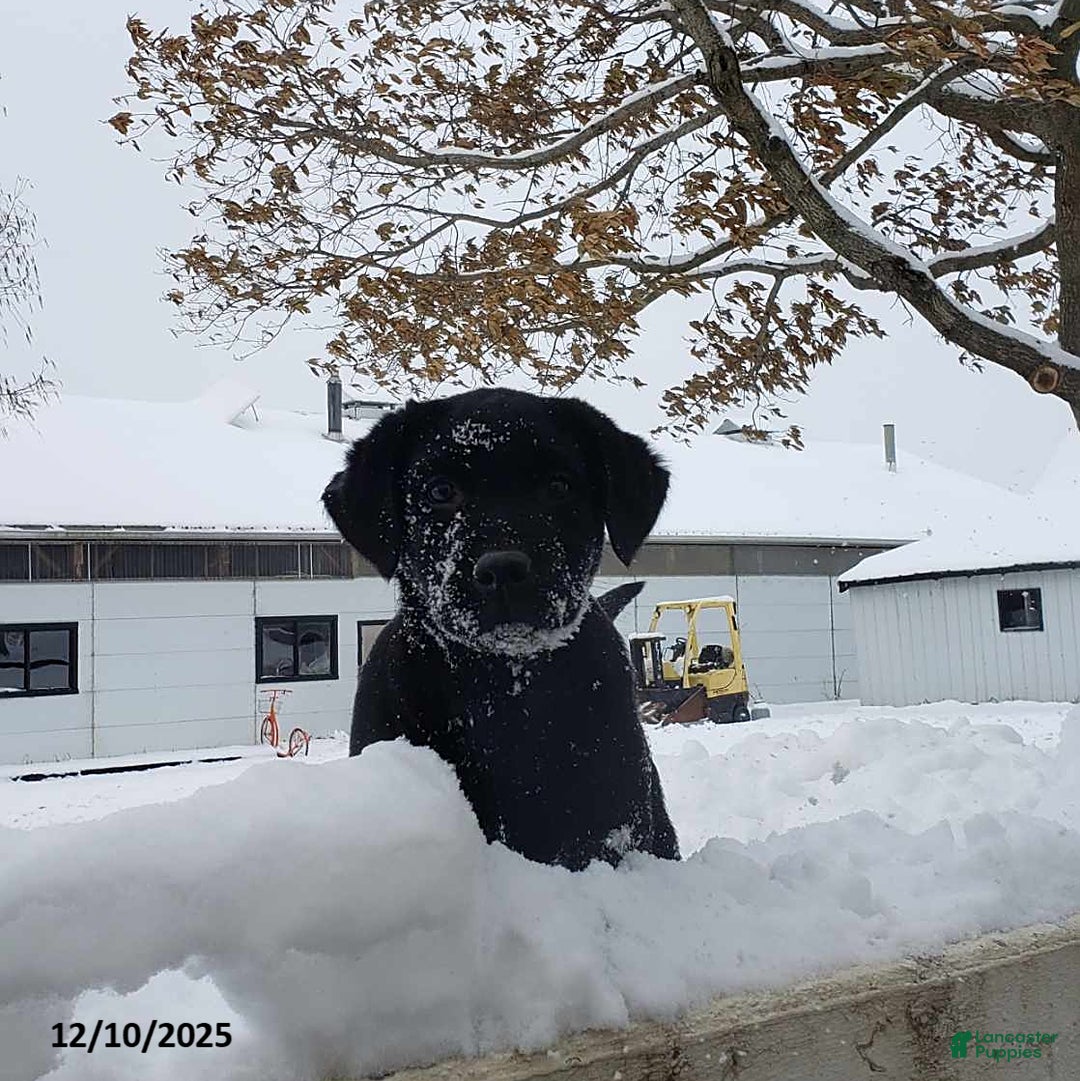 Labrador Retriever dogs for sale: Baxter - Ad 5