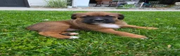 Mixed Breed dogs for sale: Duke - Ad 5