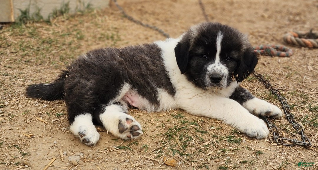 Anatolian Shepherd dogs for sale: Zena 2025 M2 ASD puppy - Ad 9