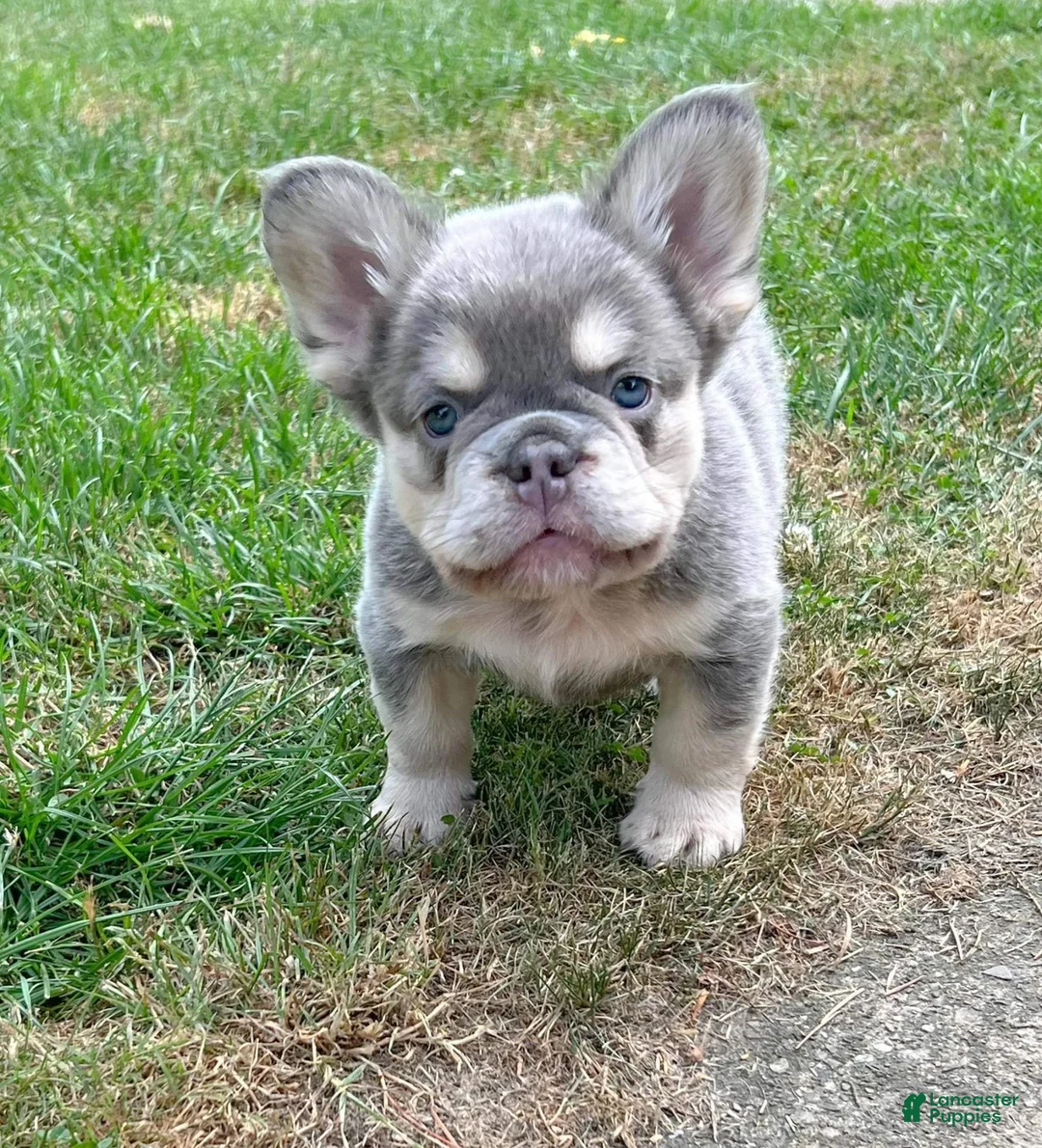 French Bulldog dogs for sale: Ellie - Fluffy Lilac Tan French Bulldog Puppy - Ad 2
