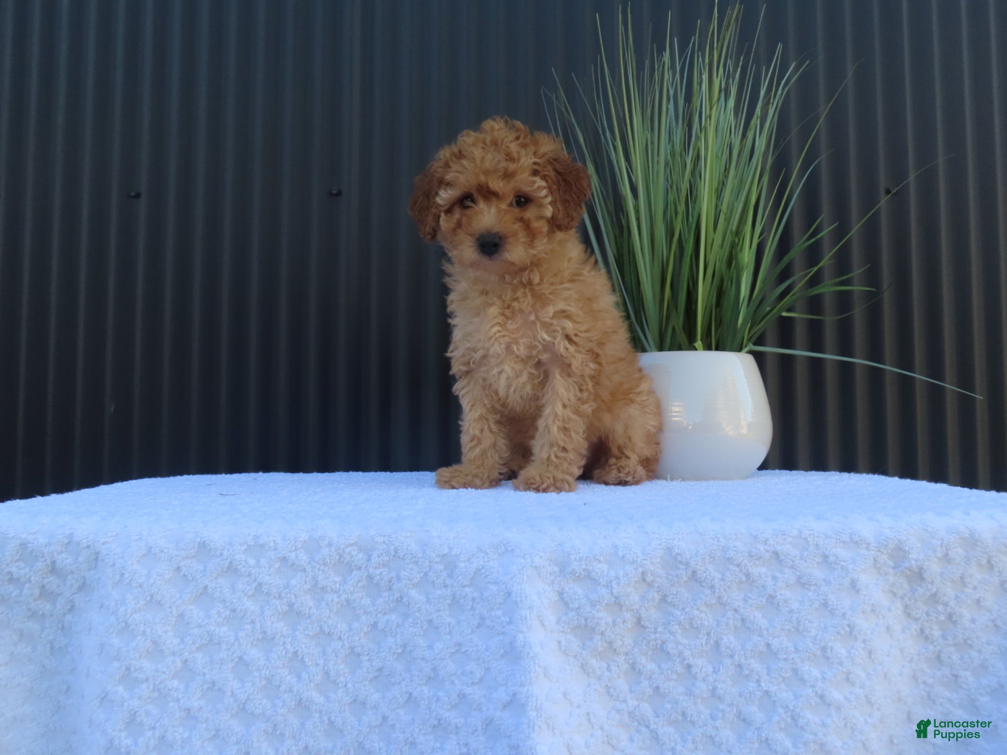 Toy Poodle dogs for sale: Macey - Ad 5