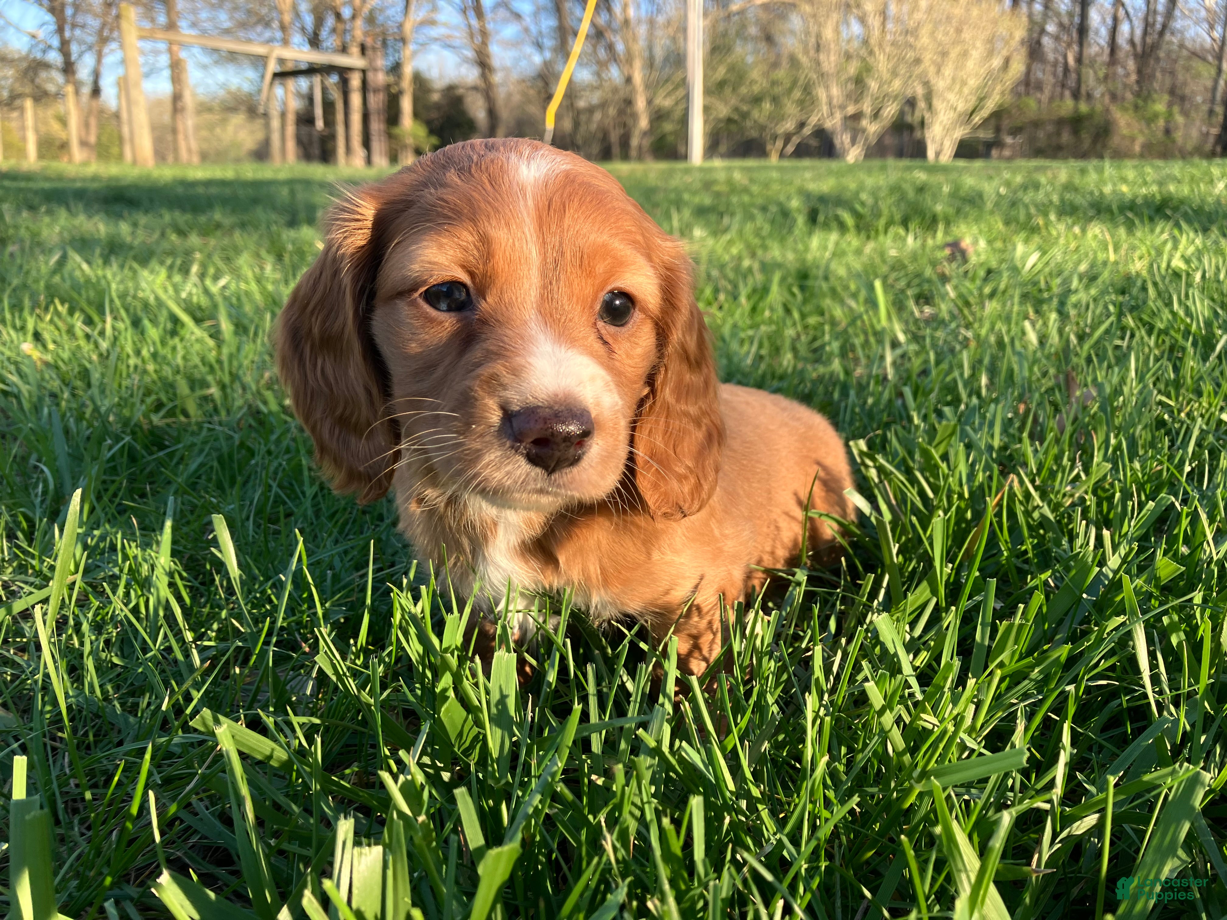Miniature Dachshund dogs Miniature Dachshund Puppy 1 - Ad 16