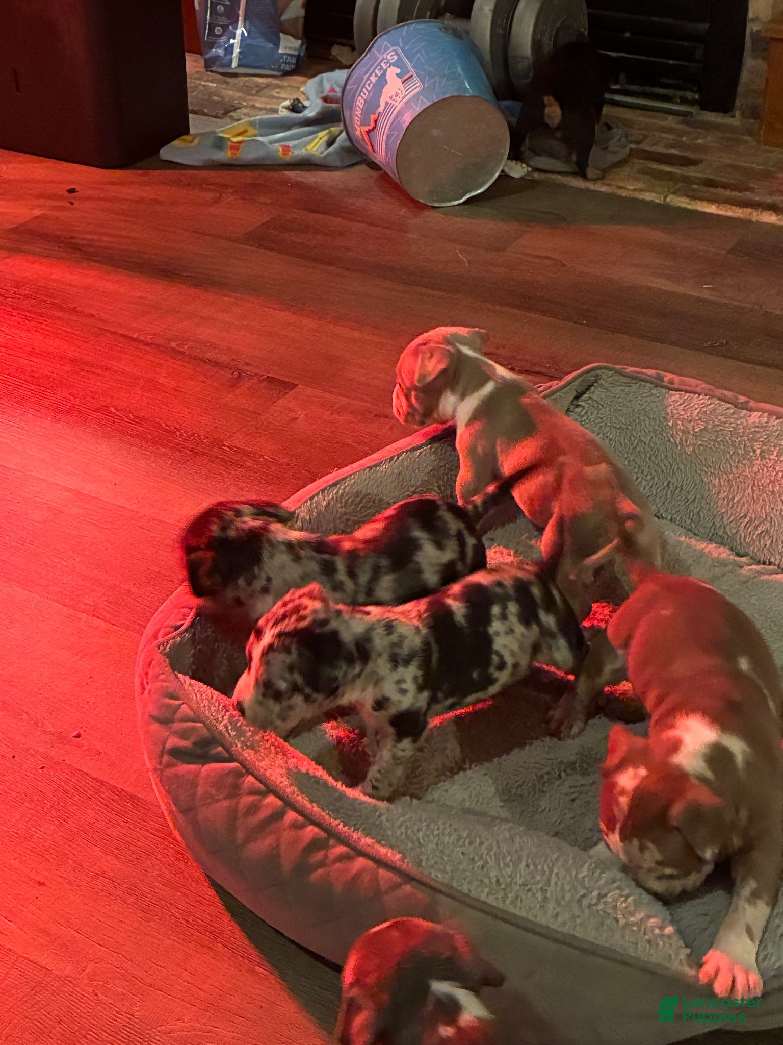 American Bully dogs American Bully 4 - Ad 18