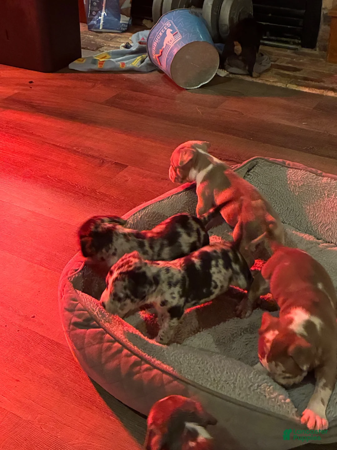 American Bully dogs for sale: American Bully 4 - Ad 1