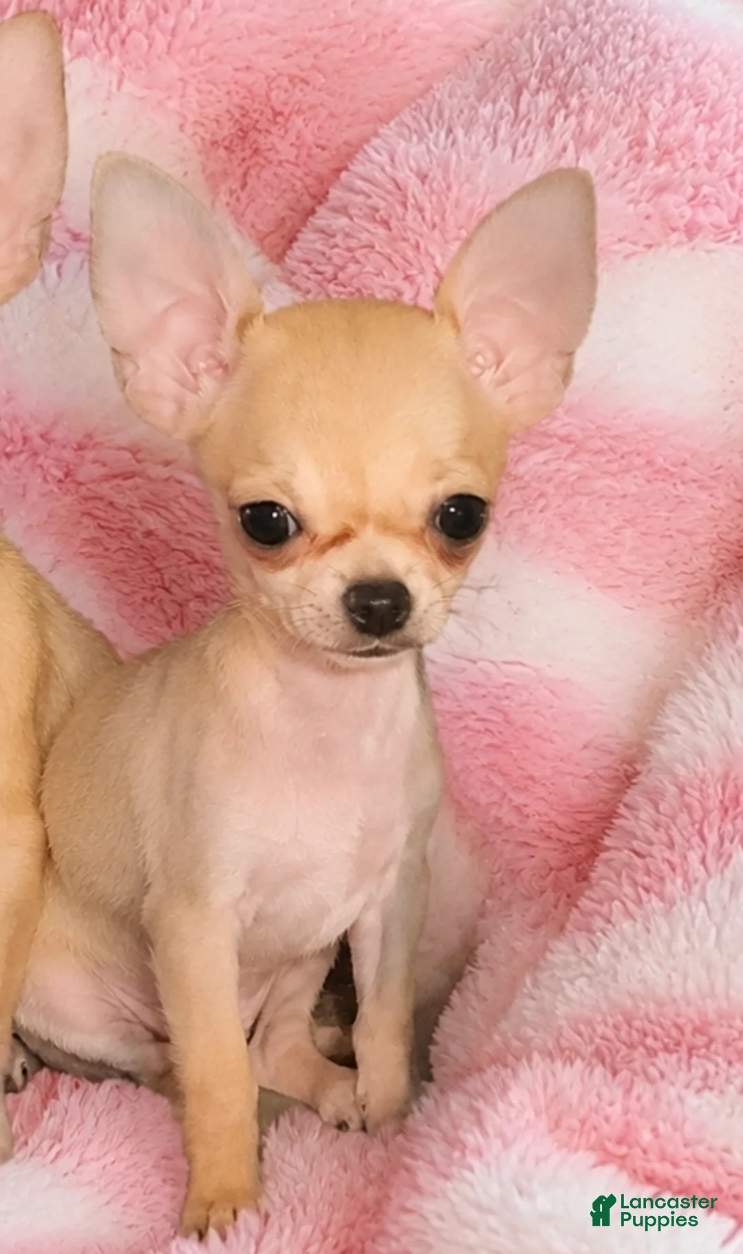 Chihuahua dogs for sale: Hand Delivery. Teacup applehead female - Ad 1