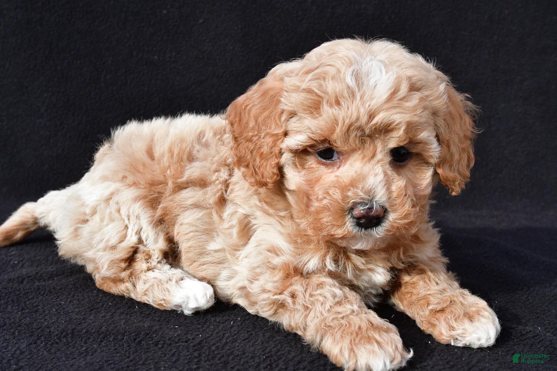 Maltipoo dogs for sale: Gracie - Ad 2