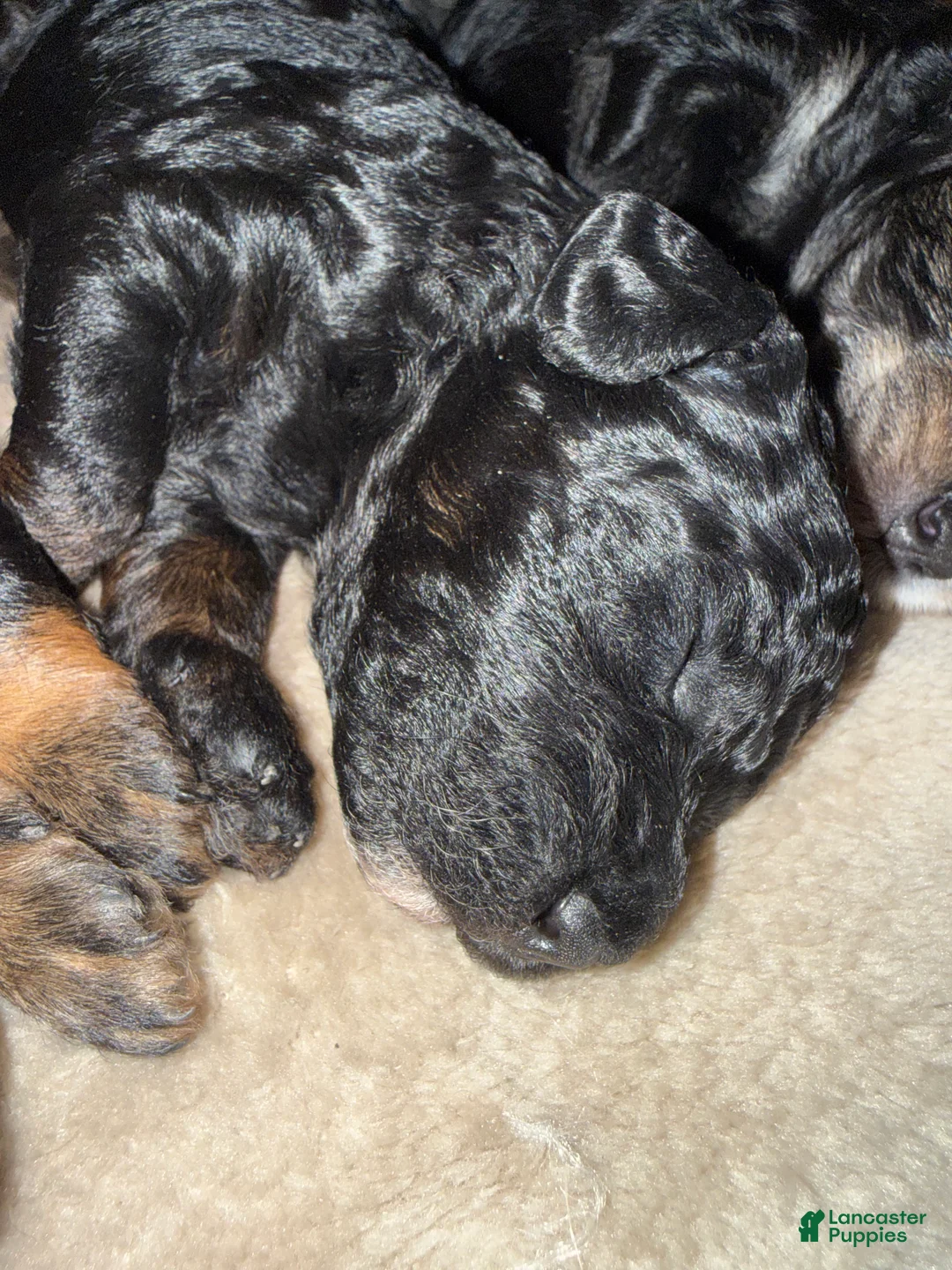 Mini Goldendoodle dogs for sale: Mini Goldendoodle Puppy 3 - Ad 1