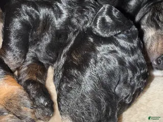 Mini Goldendoodle dogs Mini Goldendoodle Puppy 3 - Ad 2