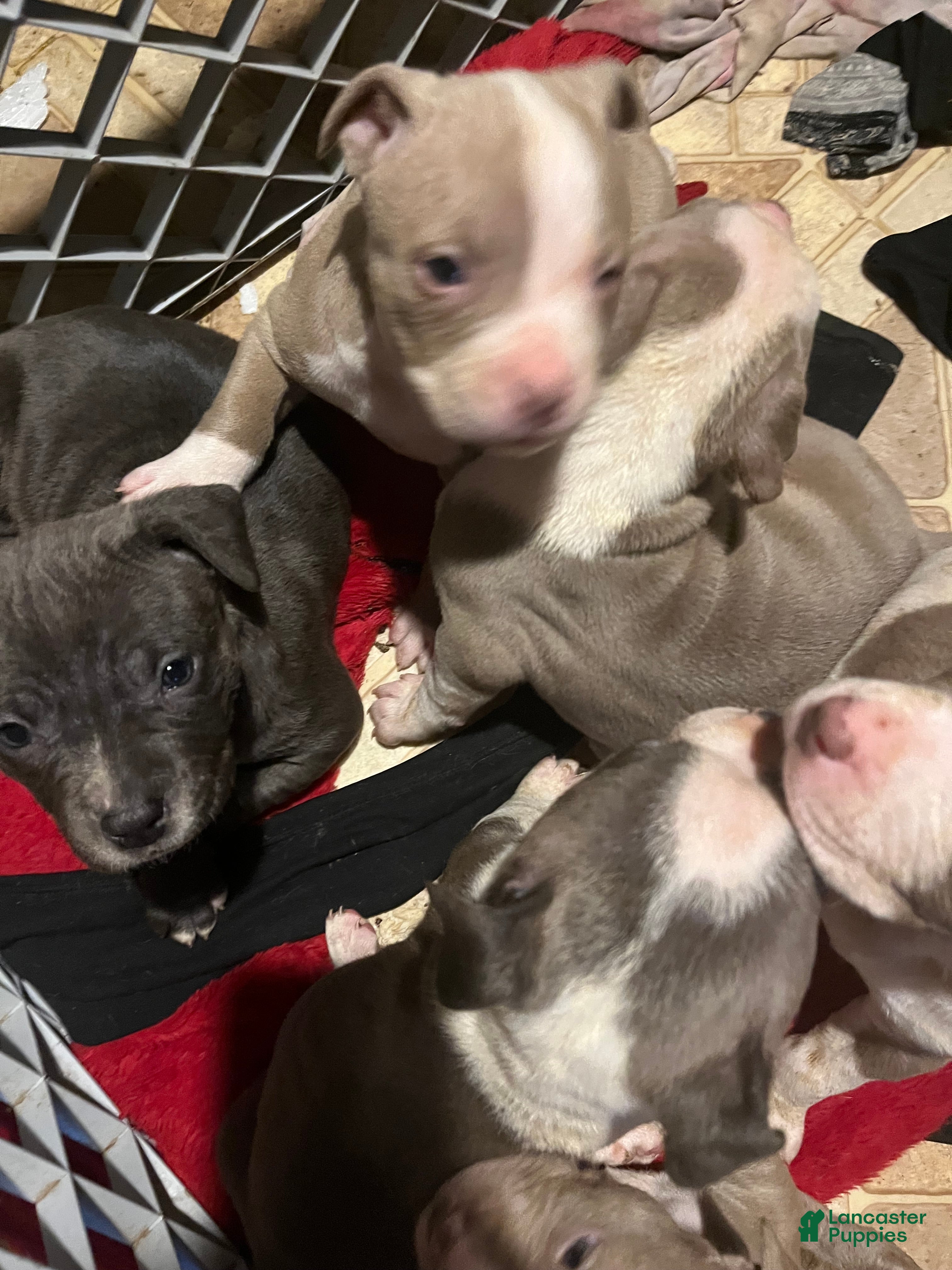 American Pit Bull Terrier dogs American Pit Bull Terrier Puppy 5 - Ad 25