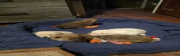 Shiba Inu dogs for sale: Shiba Inu Puppy 5 - Ad 19